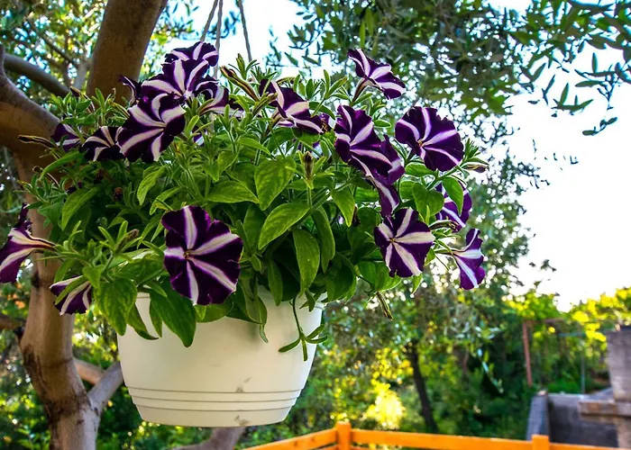 In Starigrad-paklenica 6830 Appartamento Starigrad Paklenica